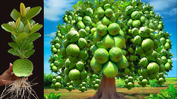 Unique Technique For Grafting Guava Fruit To Guava Tree , Growing Guava tree has many fruits