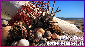 Finding Seashells at Low Tide | Sea Urchin on the Sand [Virtual Shelling]