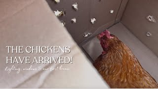 THE CHICKENS HAVE ARRIVED | Indoor Lighting | Window Install | Our First Braai