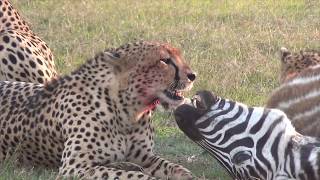 Cheetahs eating a zebra