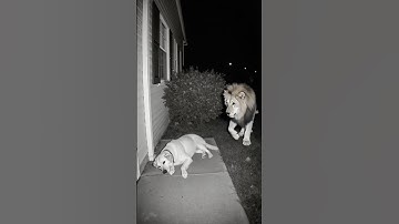 Mysterious Act Captured on Camera: Lion and Dog #ghost #cctv