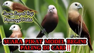 SUARA PIKAT BURUNG EMPRIT HAJI MEMANGGIL KOLONI. 100% AMPUH‼️