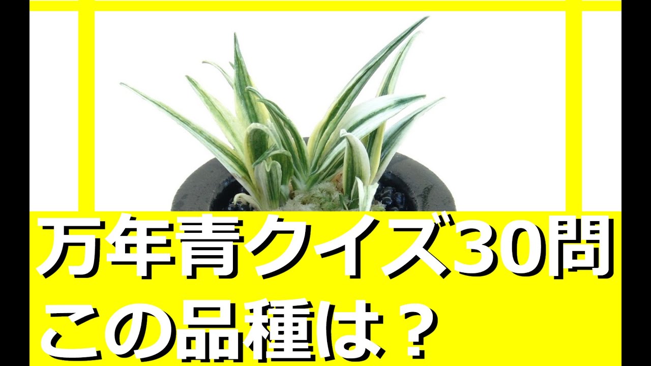 万年青クイズ30問】この品種は？Part2【万年青の豊明園】Rohdea