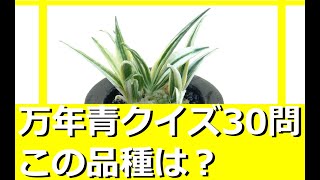 ⭕️今週末までのお値段‼️銘品　万年青　富国殿 ⭕️今週末までのお値段‼️銘品 万年青 富国殿 羅紗系銘品年青(富国殿