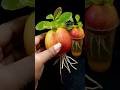 How to Grow Apple Tree from Cutting Apple Fruit With Onion &amp; Turmeric Powder In A Water
