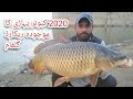 15 kg Big Gulfam | Chaina fish | Mangla Kabotar pahari | Mangla Dam Fishing | Muhammad Saad