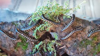 Hunting Harpaphe haydeniana the yellowspotted millipede #millipede