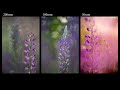 Abschnitt Technik - Meisterklasse künstlerische Blumenfotografie