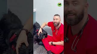 Viral Vet calms terrified cowering patient! #animals #dogs by Animals Doing Things  65,806 views 10 months ago 3 minutes, 7 seconds