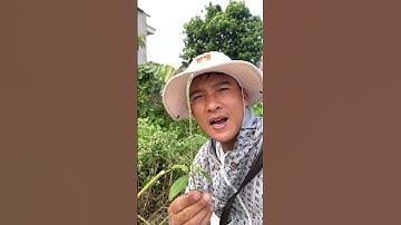 Đến mùa thu hoạch cây cỏ xuóc chữa đau lưng sdt 0971999132. Hùng hà hây #covenduongvlogs #caycomui