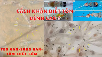 VẤN ĐỀ NÓNG "BỆNH GAN TRÊN TÔM" NGUYÊN NHÂN VÀ CÁCH NHẬN BIẾT? TÔM CHẾT SỚM TỪ 3-45 NGÀY ĐẦU (TẬP 2)