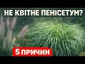 Чому не цвіте ПЕНІСЕТУМ Найпоширеніші помилки садівників