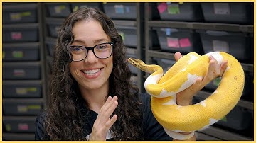 Top 10 BEST AGING Ball Python Combos | #Hetflix 162