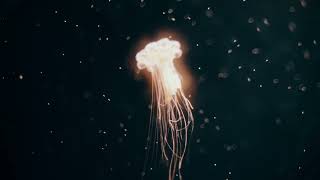 Jelly Fish Motion under Water Deep Black No claim Videos