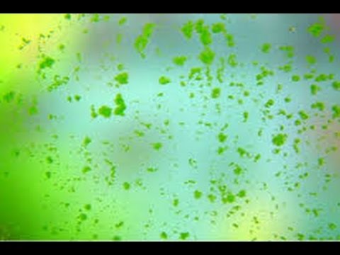 Videó: Hogyan Tisztítsunk Meg Egy Akváriumot Zöld Algákból Az üvegen