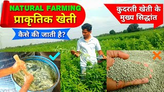 Natural Farming | प्राकृतिक खेती/जहर मुक्त खेती/गाय आधारित खेती/ज़ीरो बजट खेती के मुख्य सिद्धांत