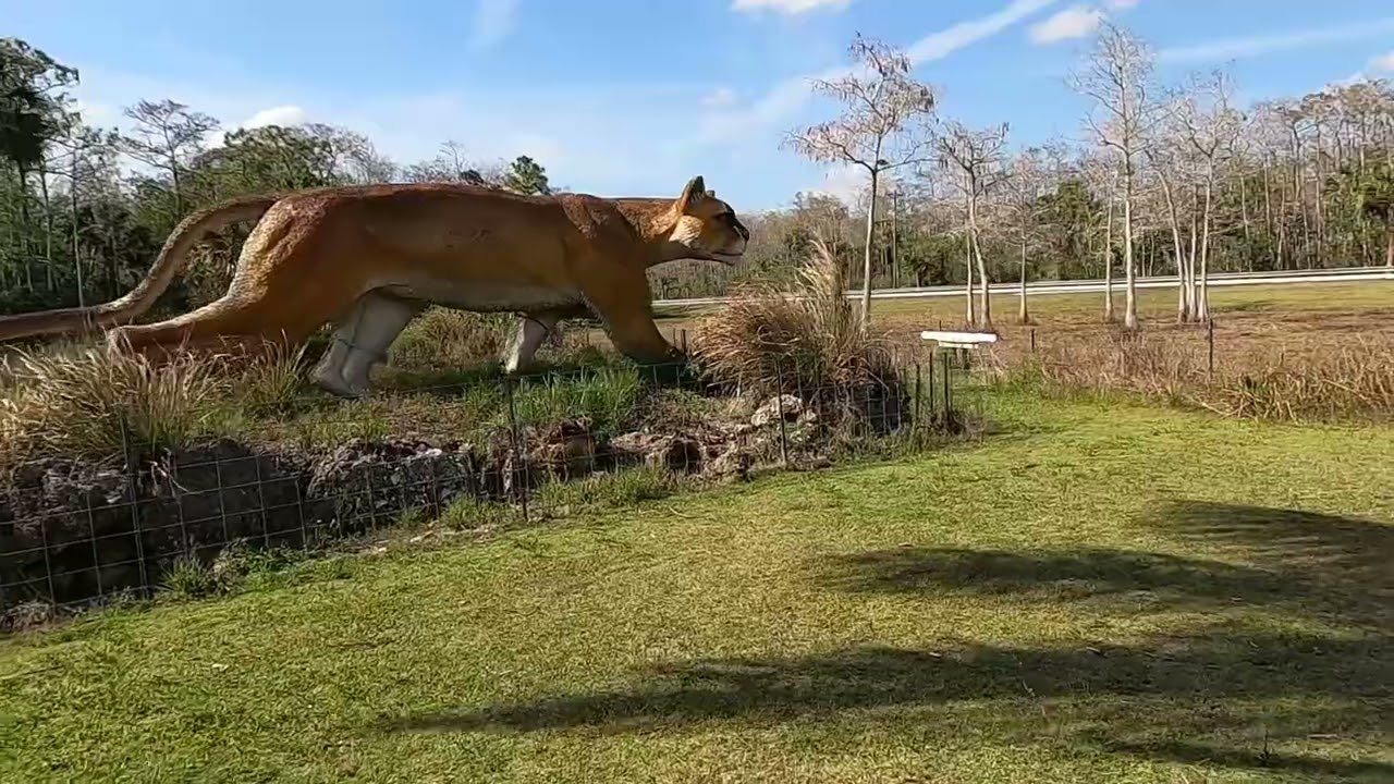 Betts Boys Adventure Visit the Skunk Ape Research HQ in Ochopee, Florida