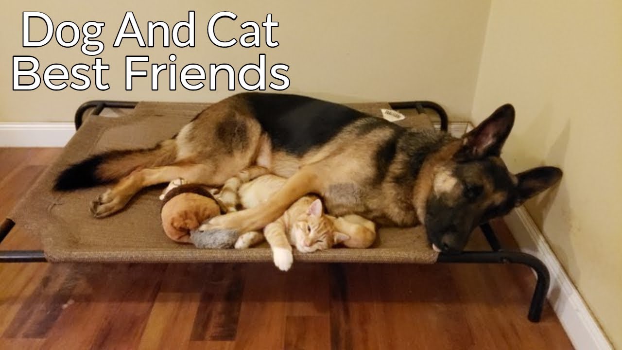 how do german shepherds get along with cats