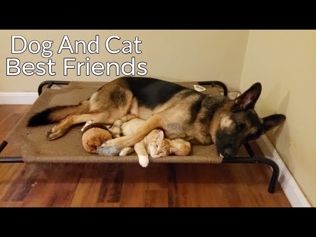 How a German Shepherd and a Kitten Became Best Friends