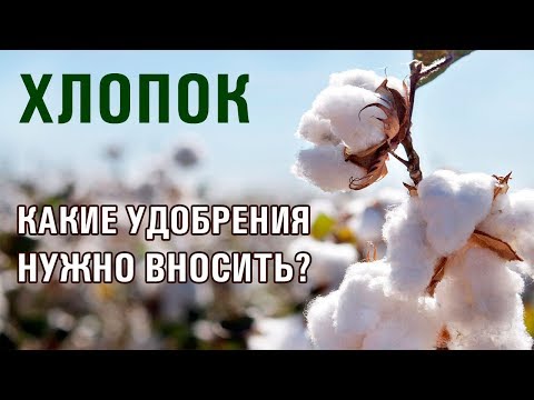 Как правильно выращивать хлопок? Какие удобрения давать хлопку? (28-06-2018)