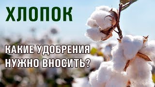 Как правильно выращивать хлопок? Какие удобрения давать хлопку? (28-06-2018)