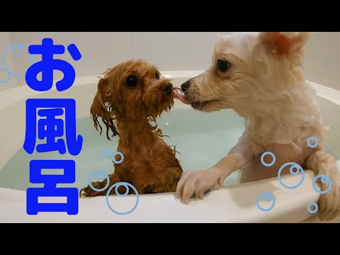 【犬風呂】犬2匹をお風呂に入れたら、ただただ可愛かった【トイプードル】【ポメラニアン】