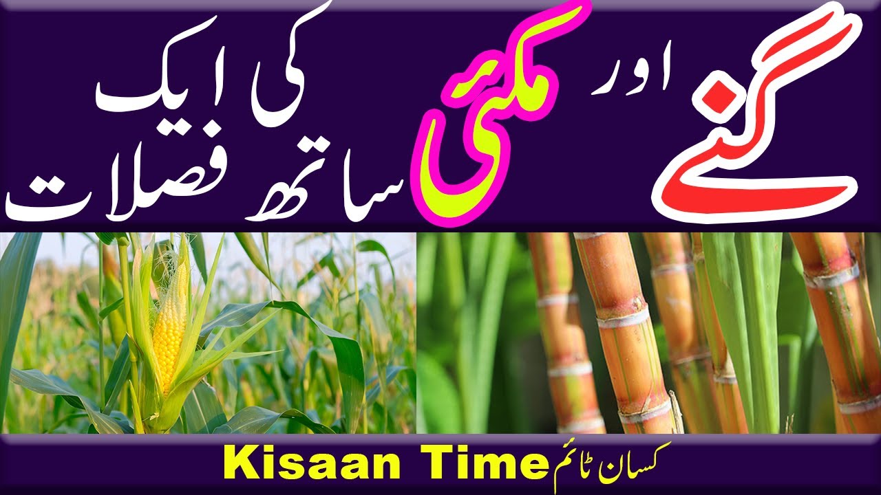 Intercropping and mixed cropping intercropping in maize intercropping farming in pakistan Kisan time