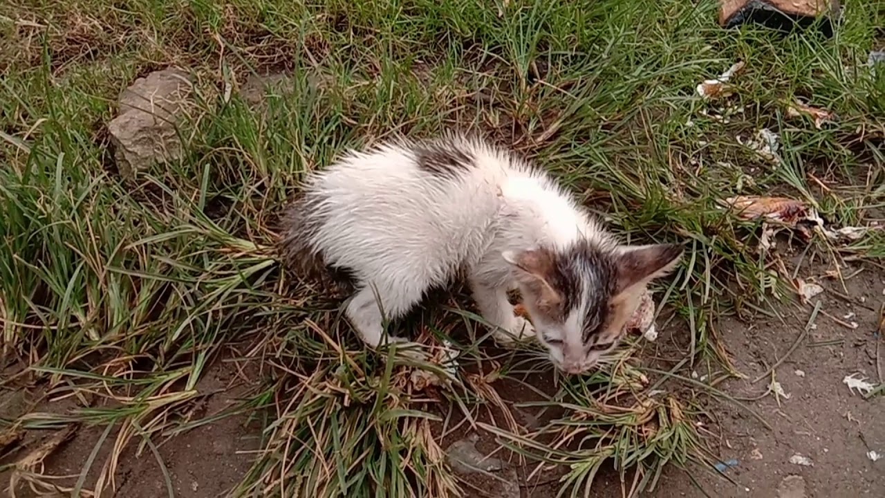 Kasian Anak kucing terlantar YouTube