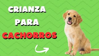 Guia de crianza para cachorros