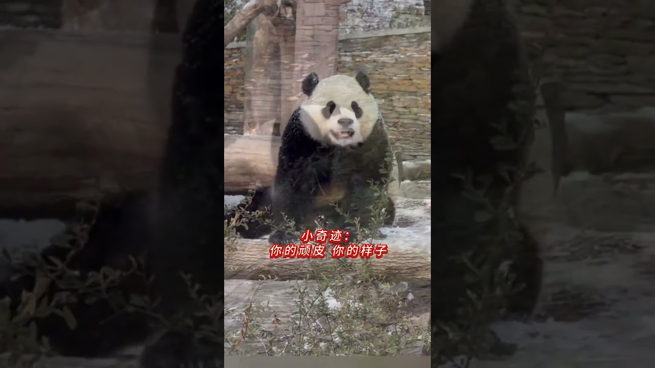 Final goodbye 🥺 Xinjiang trainee Nai-Ma said farewell to Xiao Qiji yesterday 🐼