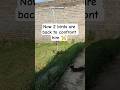 Cat Hunting a bird #cat #cats #catshorts #birds #birdsounds #wildlife #animals