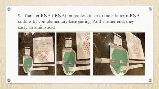 Lab 8 Transcription and Translation by Maria Kristanti Alhindi