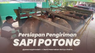 Apa saja persiapan proses pengiriman sapi?
