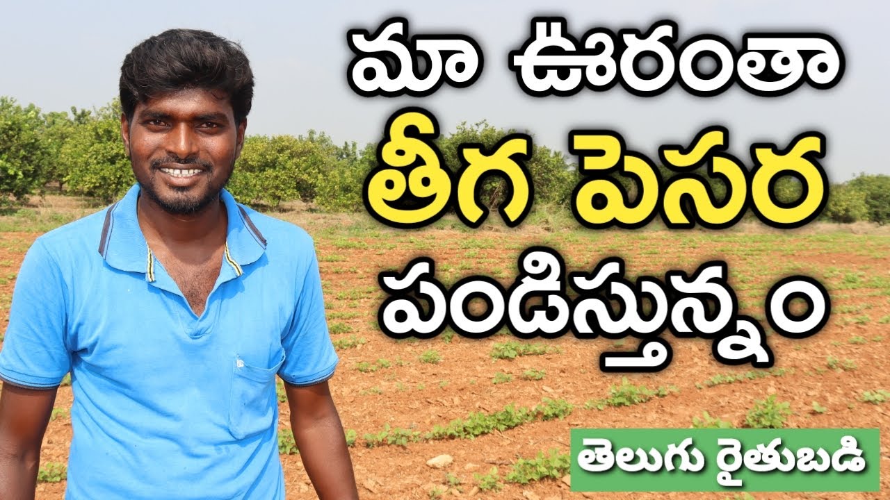 తీగ పెసర సాగు బాగుంది : రైతు రమేష్ | Green Gram Cultivation | రైతు బడి