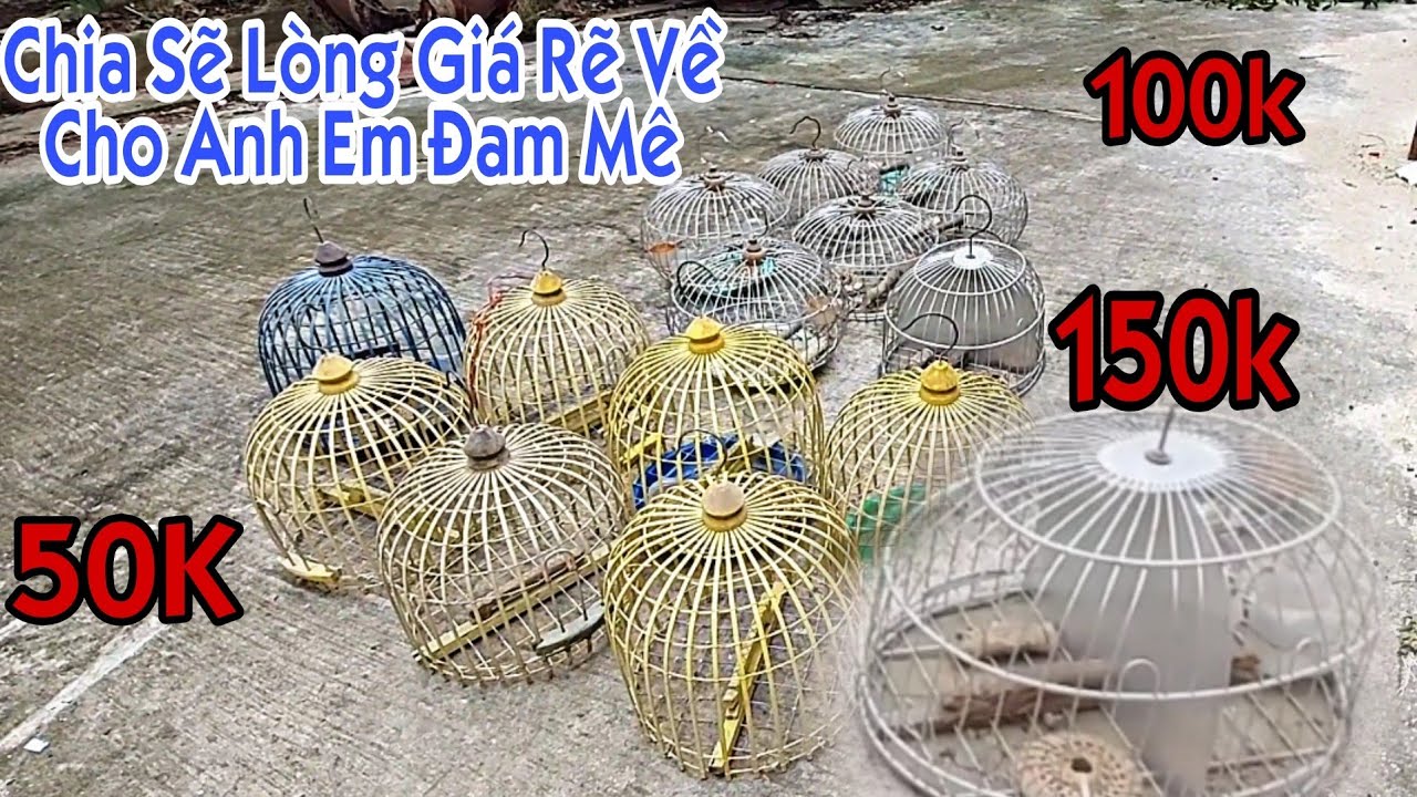 🔴 Chia Sẽ Lại Lòng Chim Cu Gáy Giá Rẽ Cho Anh Em  Đam Mê II Cu Gáy Long Phú II Sóc Trăng