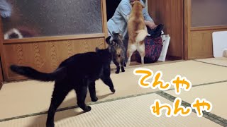 大好きおばあちゃんがお泊まりにキターGrandma came to stay