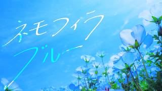 ネモフィラブルー