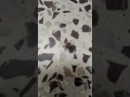 Never mess with Spider