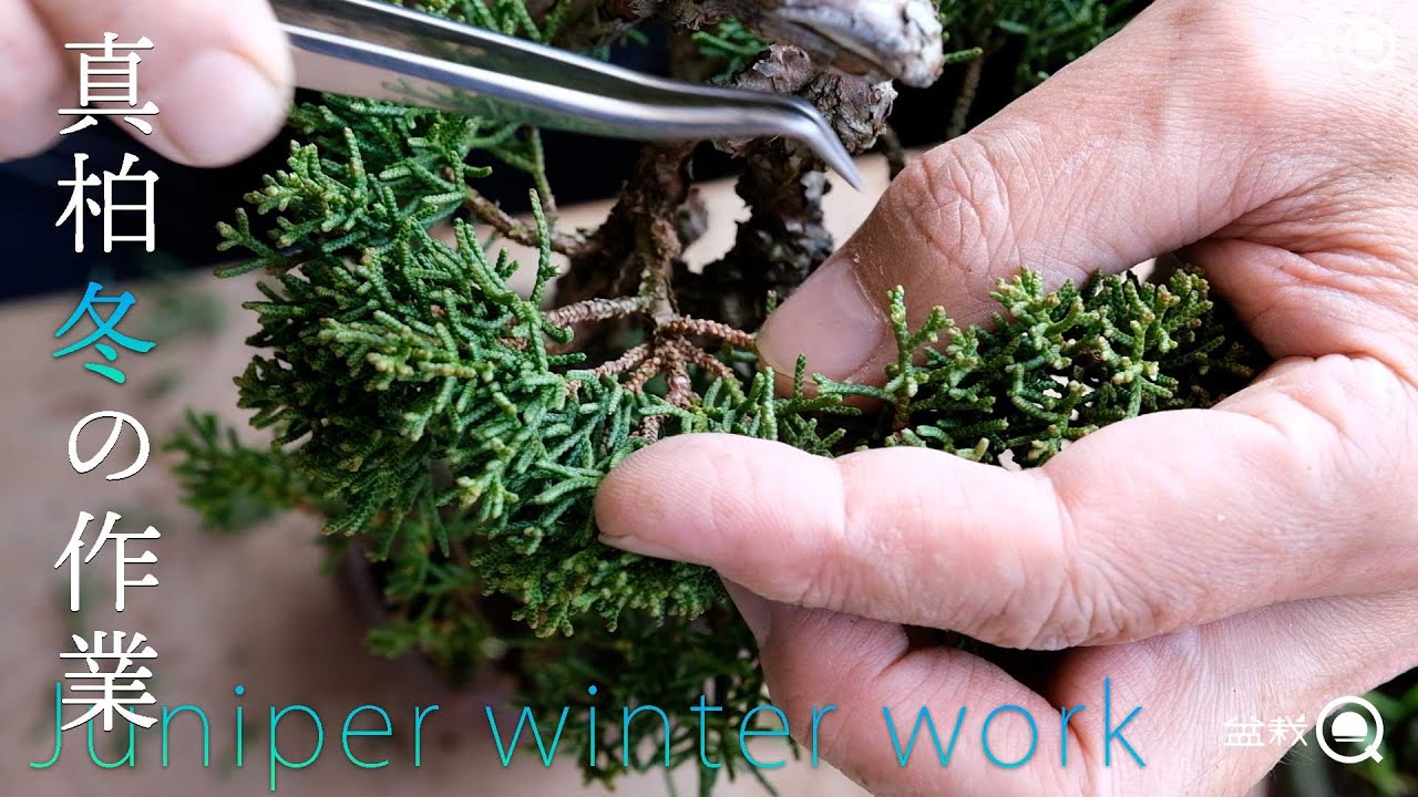 初心者にもわかる、真柏の冬の作業。【盆栽Q】