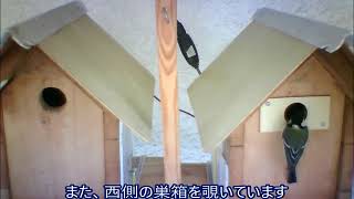 シジュウカラの巣箱282 2018 0506産卵41日 2