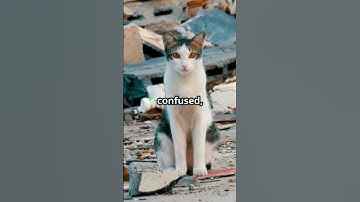 What If Humans Disappeared for 100 Years? | Beyond Humans