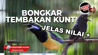 🔴Masteran Segala Macam Burung❗️Suara Burung Srigunting Abu Abu vs Cucak Cungkok Gacor
