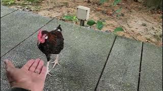 Popo - 20250726 165523