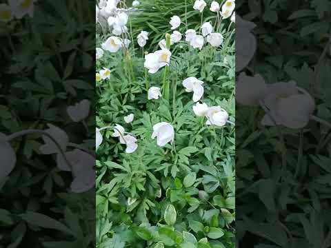 Анемони у парку
