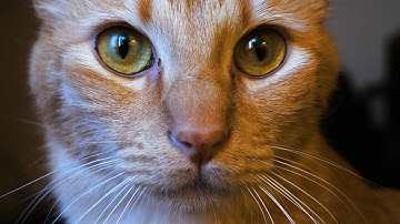 GH5 4K - 422 10 bit all intra 400Mbs & 420 8bit 50p (test)