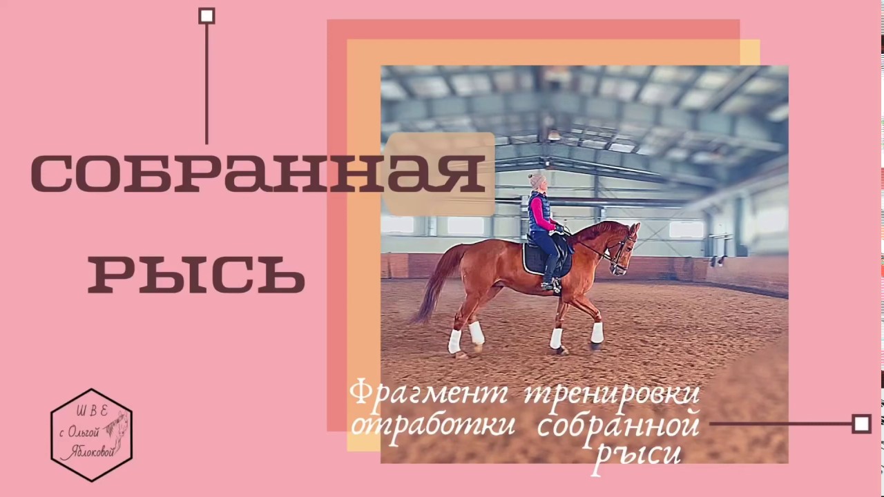 Школа верховой езды Ольги Яблоковой. Собранная Рысь у лошади. Как собрать лошадь на рыси.