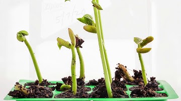 Grow a Bean in a Bag with Carnegie Science Center