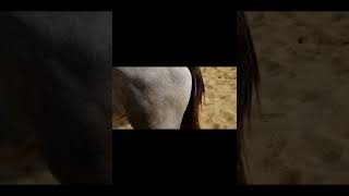 Large Equine Hematoma Treatment علاج تورم كبير في عضلات الرجل الخلفية في مهر عربي