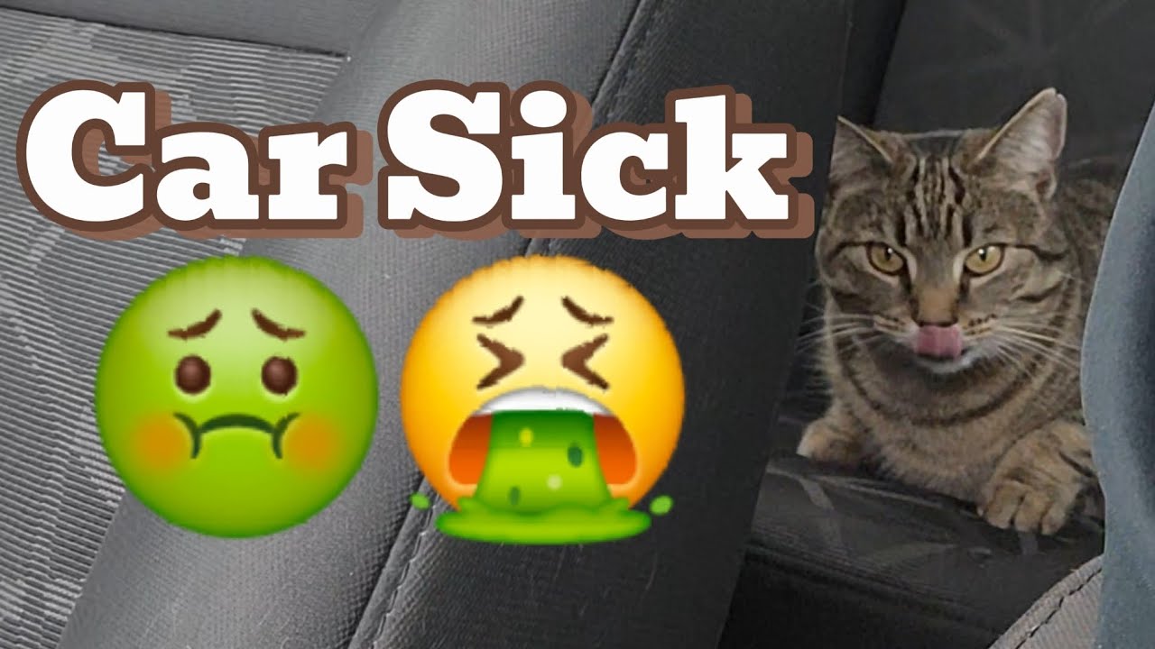 Feline Fact Friday Motion Sickness in Cats YouTube