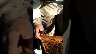 Recambio de abejas reinas para que exploten las colmenas en la producción de miel #shrots #bee